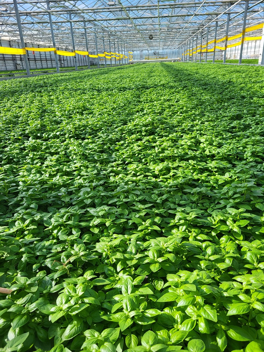 Leafy Greens CEA.jpeg